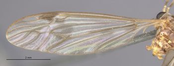Media type: image;   Entomology 10281 Aspect: Wing front
